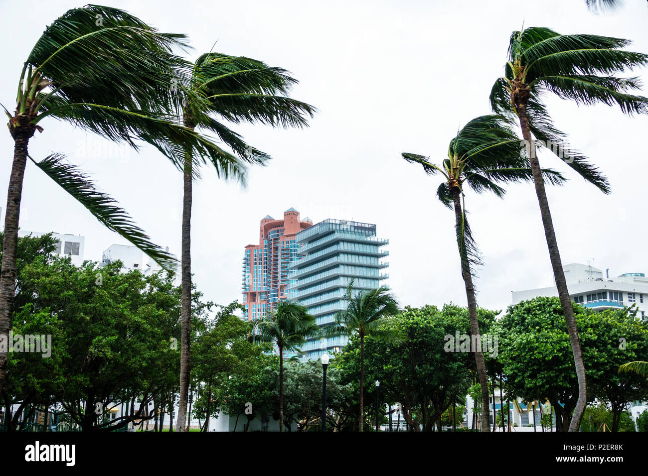 Miami Beach Florida,Marjory Stoneman Douglas Park,Hurricane Irma,vents de force de tempête tropicale,palmiers fléchissant,frondes soufflantes,ciel gris,ciel de ville Banque D'Images