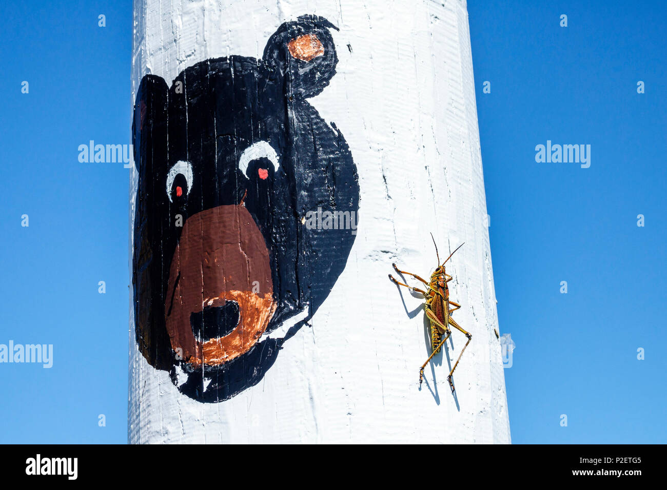 Miami Florida,Tamiami Trail Highway route 41 autoroute,Everglades,Offbeat attraction,Painted pole,Bear face,Romalea microptera guttata est lubber gr Banque D'Images