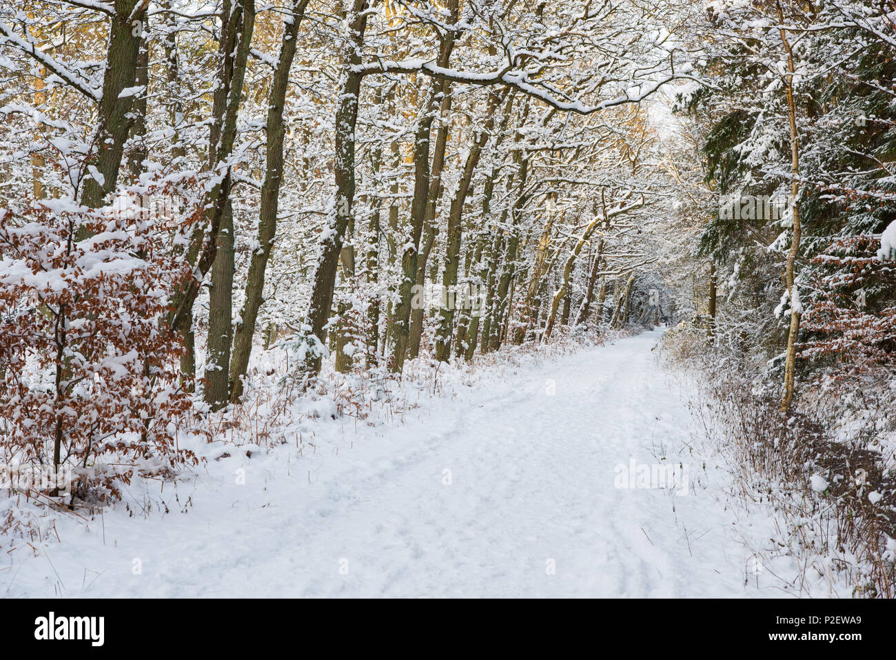 Forêt, sentier, hiver, neige, promenade, mer Baltique, Allemagne, forêt Darss Banque D'Images