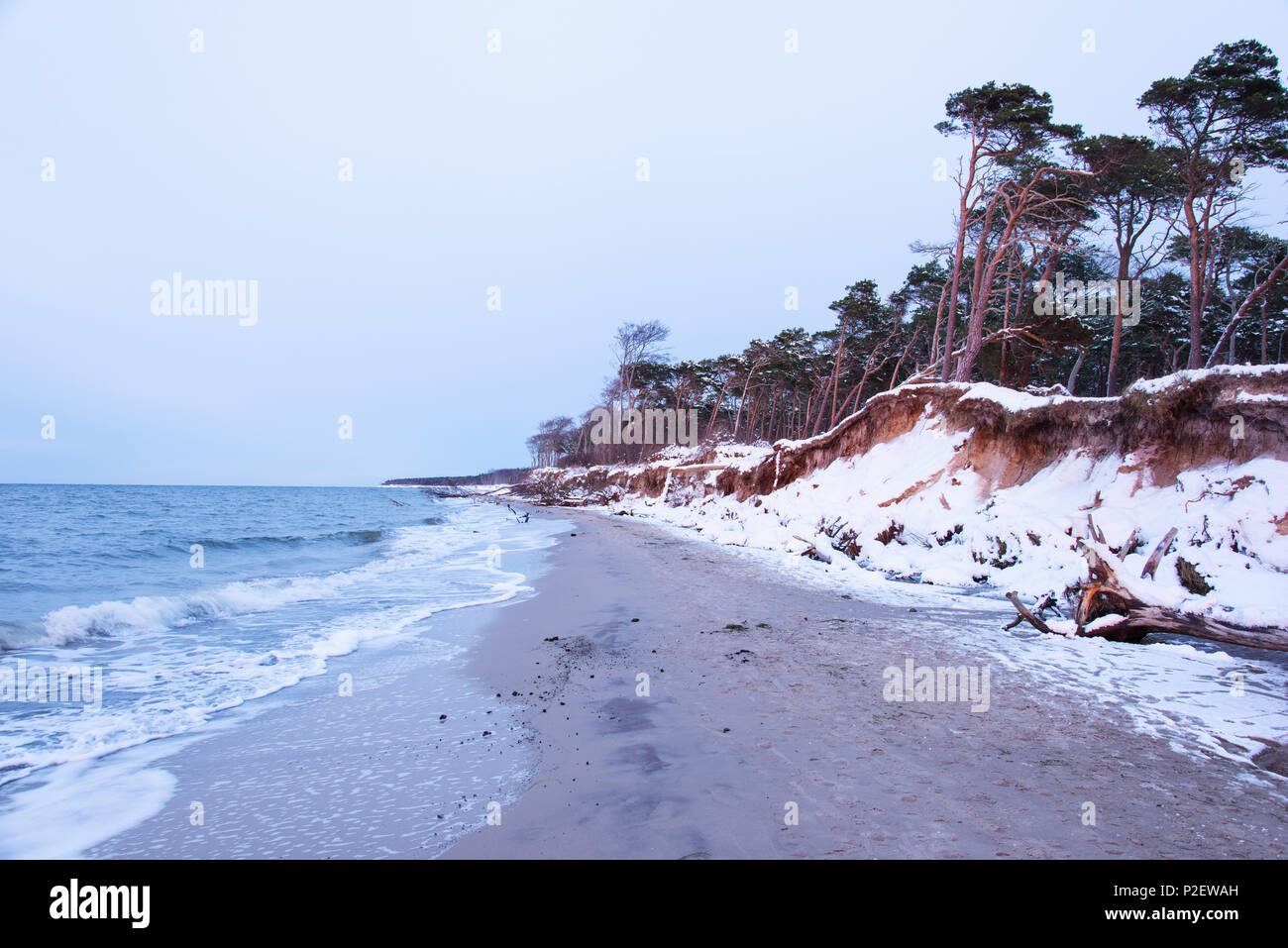 L'hiver, plage, promenade, mer Baltique, Darss, Parc National, Bodden, Allemagne Banque D'Images