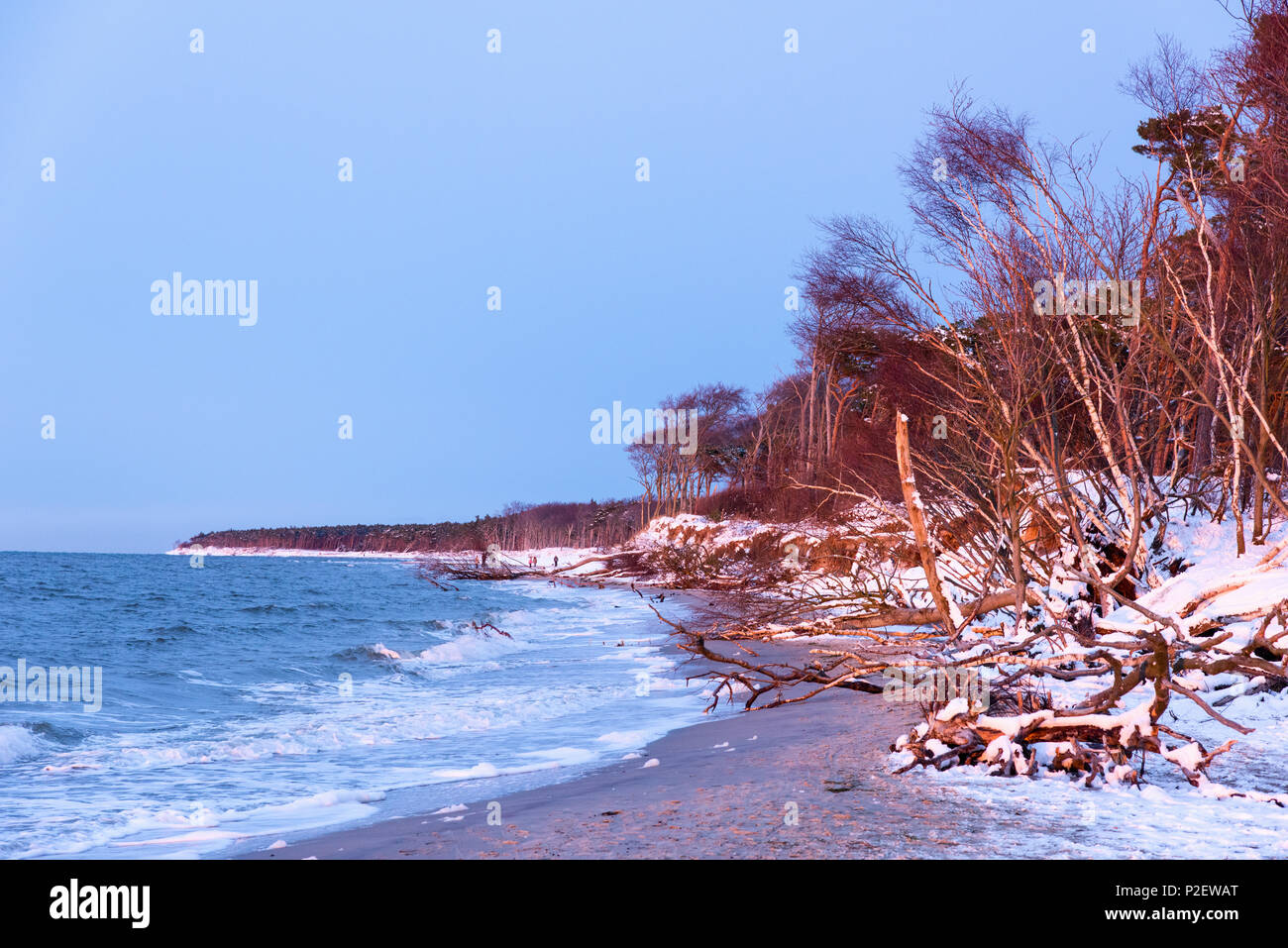L'hiver, plage, promenade, mer Baltique, Darss, Parc National, Bodden, Allemagne Banque D'Images