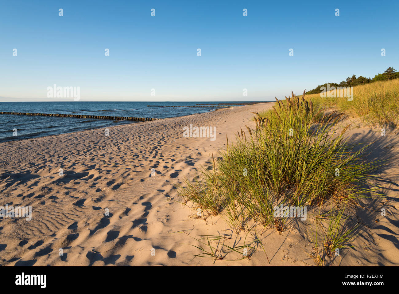 L'été, la plage, les dunes, la mer Baltique, Berlin, Germany, Europe Banque D'Images