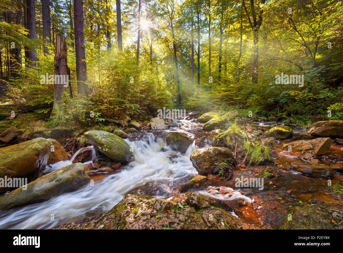Ilse, Ilse vallée, rivière, Forêt, soleil, Harz, Automne, SAXE-ANHALT, Allemagne, Europe Banque D'Images