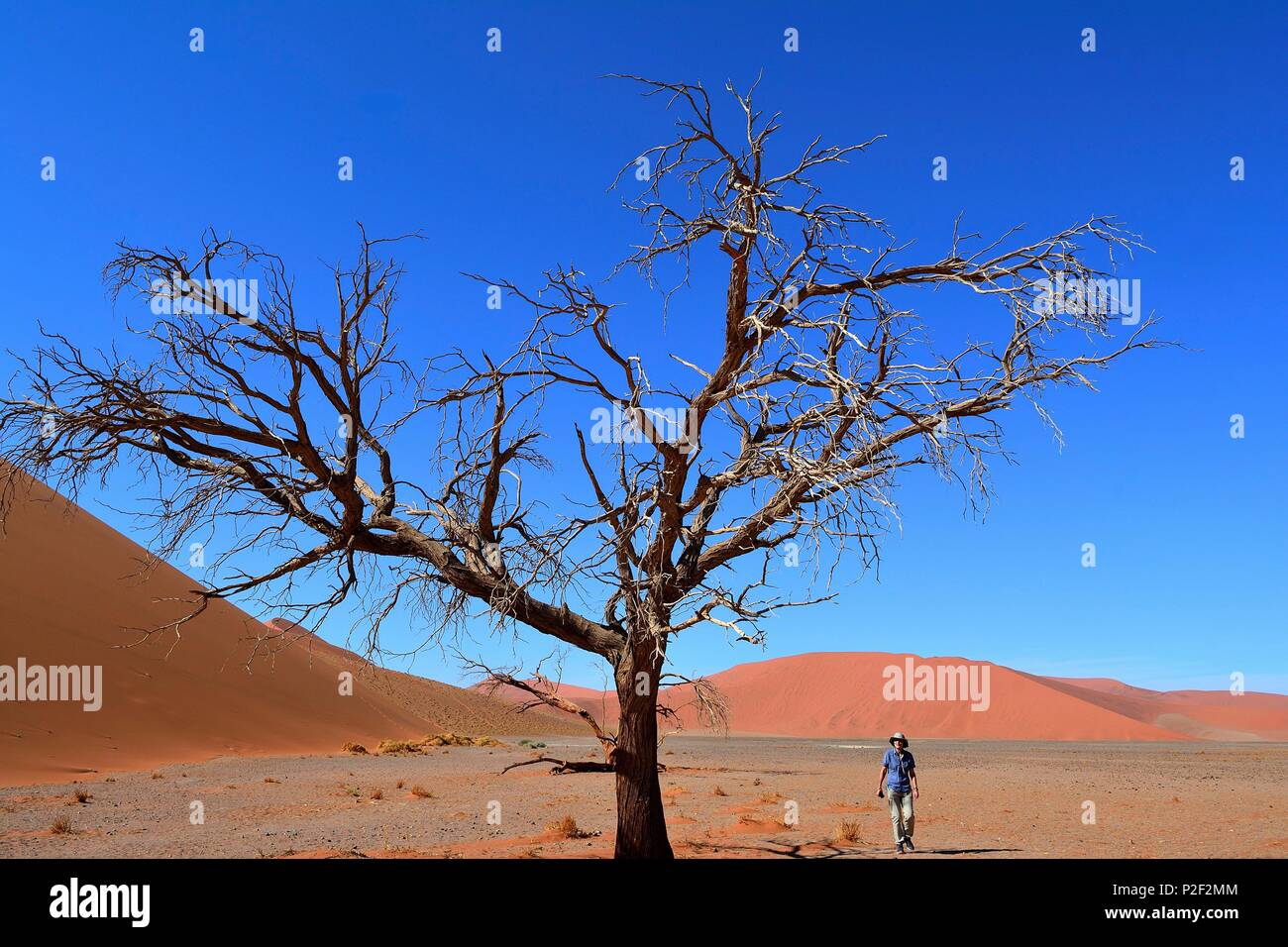 La Namibie, Namib-Naukluft, Sossusvlei, les dunes et l'argile pan, arbre pétrifié Banque D'Images