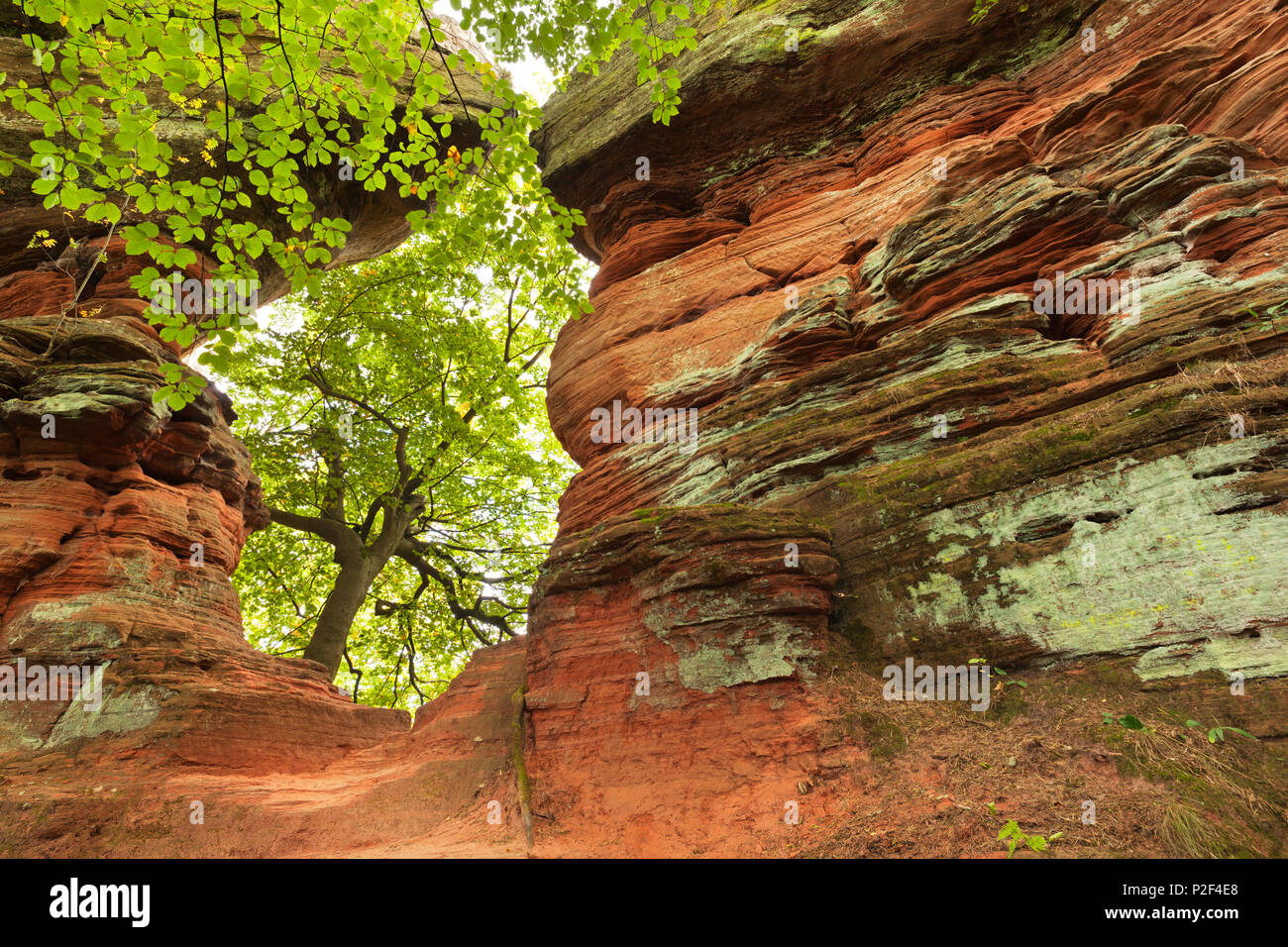 Rock formation Altschlossfelsen, près de Eppenbrunn, parc naturel de la Forêt du Palatinat, Rhénanie-Palatinat, Allemagne Banque D'Images