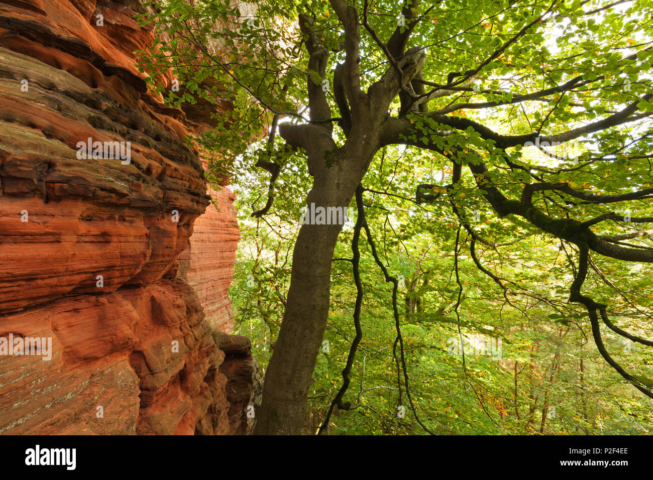 Rock formation Altschlossfelsen, près de Eppenbrunn, parc naturel de la Forêt du Palatinat, Rhénanie-Palatinat, Allemagne Banque D'Images