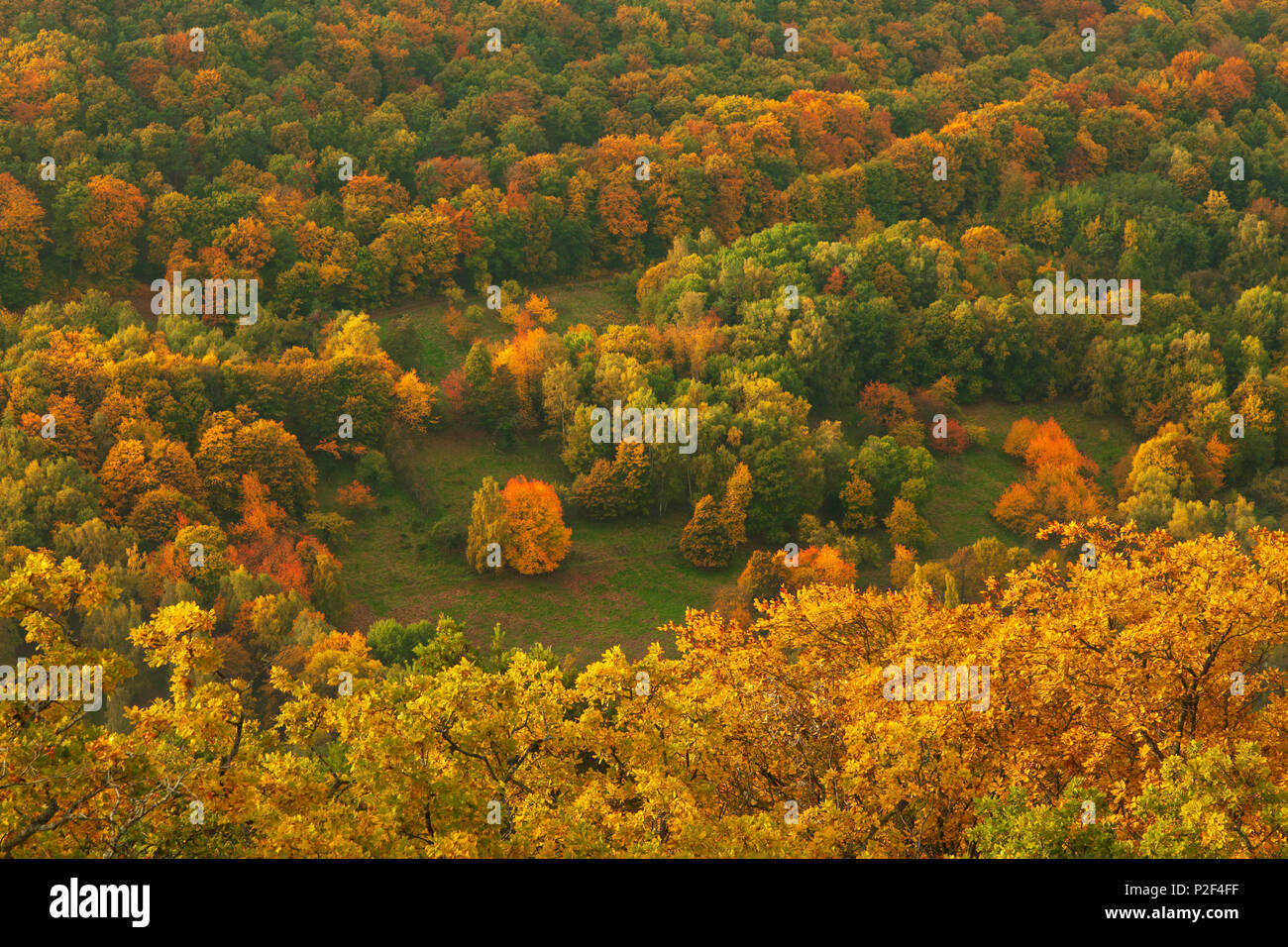 Couleurs d'automne, près de Annweiler, parc naturel de la Forêt du Palatinat, Rhénanie-Palatinat, Allemagne Banque D'Images