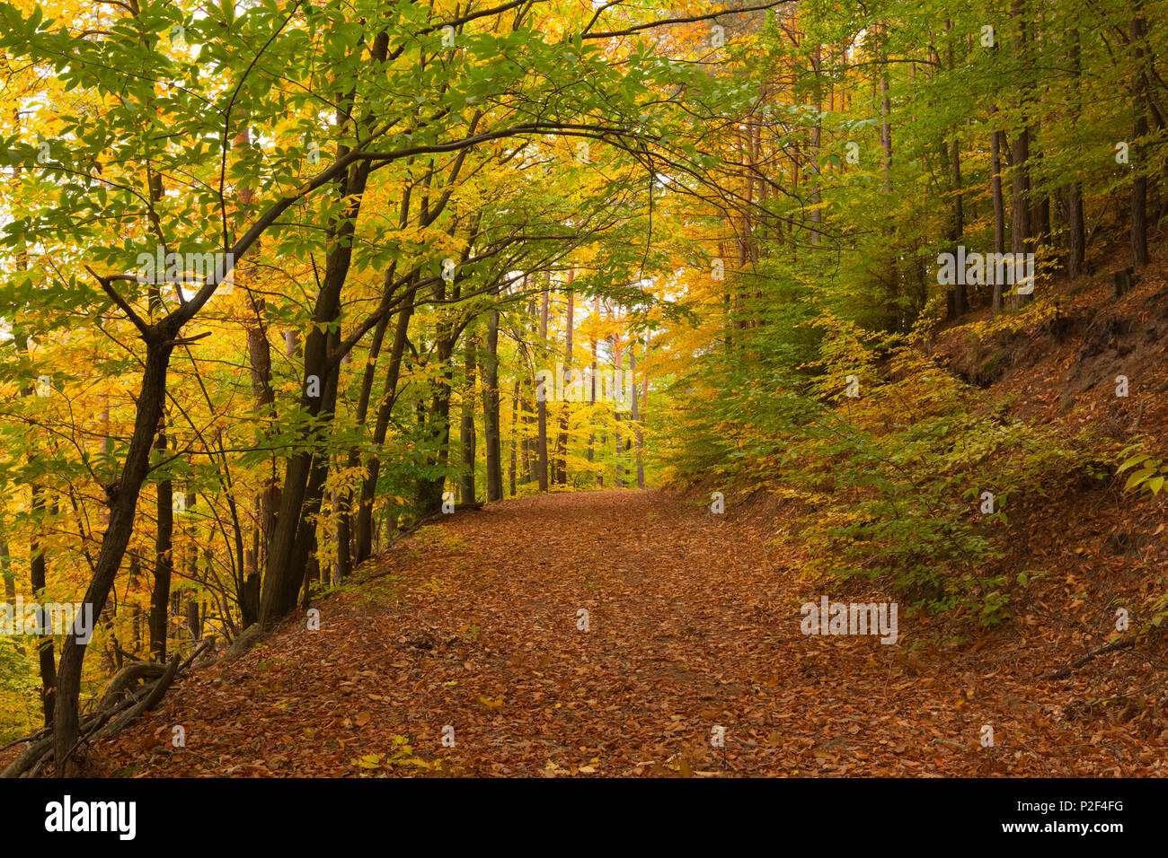 Sentier de randonnée, près de Annweiler, parc naturel de la Forêt du Palatinat, Rhénanie-Palatinat, Allemagne Banque D'Images