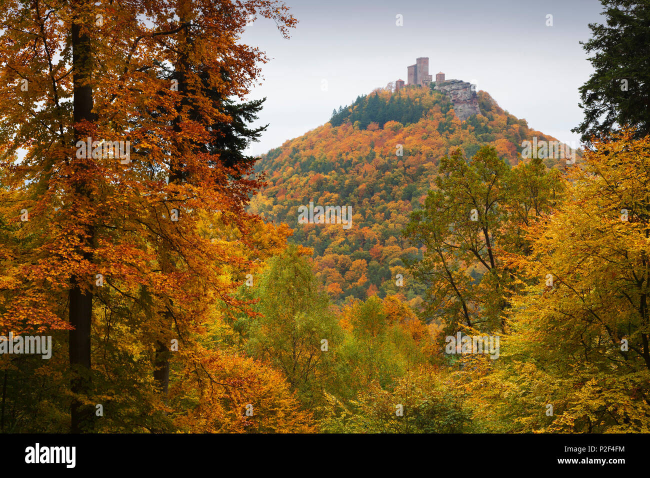 Le château de Trifels, près de Annweiler, parc naturel de la Forêt du Palatinat, Rhénanie-Palatinat, Allemagne Banque D'Images