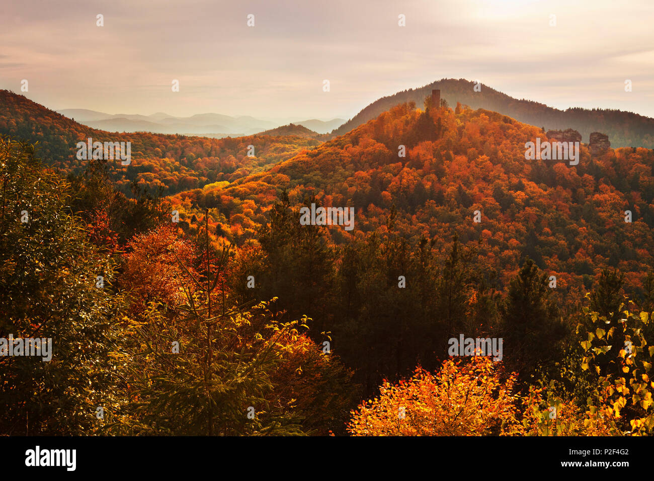 Scharfenstein, château près de Annweiler, parc naturel de la Forêt du Palatinat, Rhénanie-Palatinat, Allemagne Banque D'Images