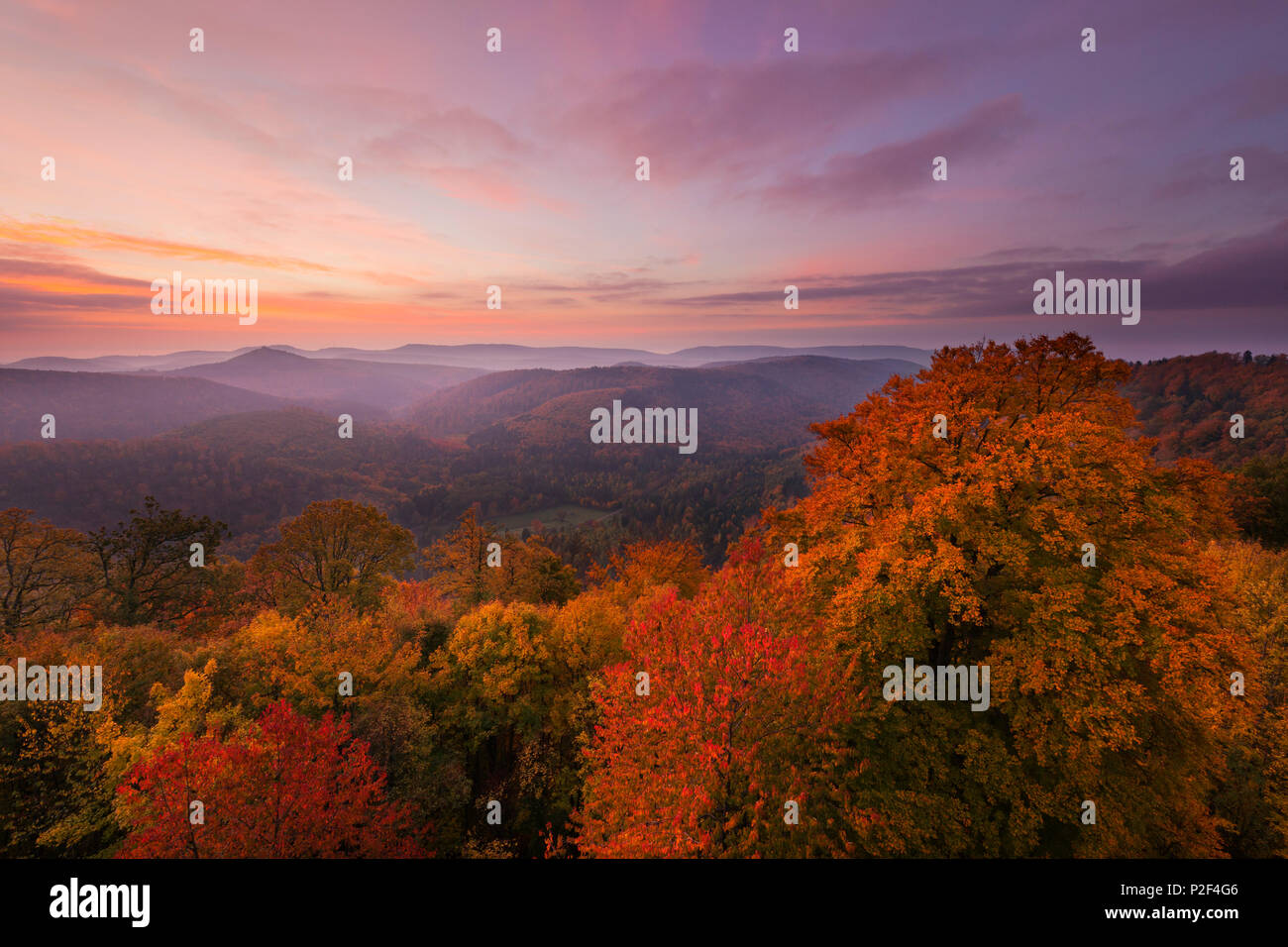 Vue sur la forêt du Palatinat de Wegelnburg château, près de Nothweiler, Dahner Felsenland, parc naturel de la Forêt du Palatinat du Rhin, Banque D'Images