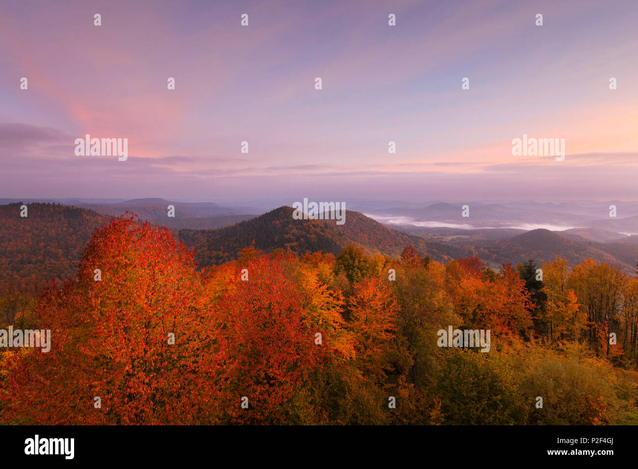 Vue sur la forêt du Palatinat de Wegelnburg château, près de Nothweiler, Dahner Felsenland, parc naturel de la Forêt du Palatinat du Rhin, Banque D'Images