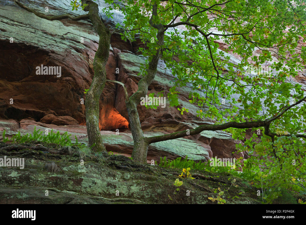 Buettelfels rock, près de Dahn, Dahner Felsenland, parc naturel de la Forêt du Palatinat, Rhénanie-Palatinat, Allemagne Banque D'Images