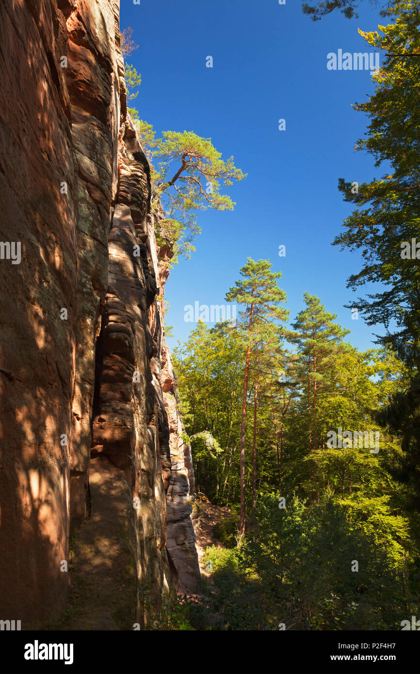 Laemmerfels rock, près de Dahn, Dahner Felsenland, parc naturel de la Forêt du Palatinat, Rhénanie-Palatinat, Allemagne Banque D'Images