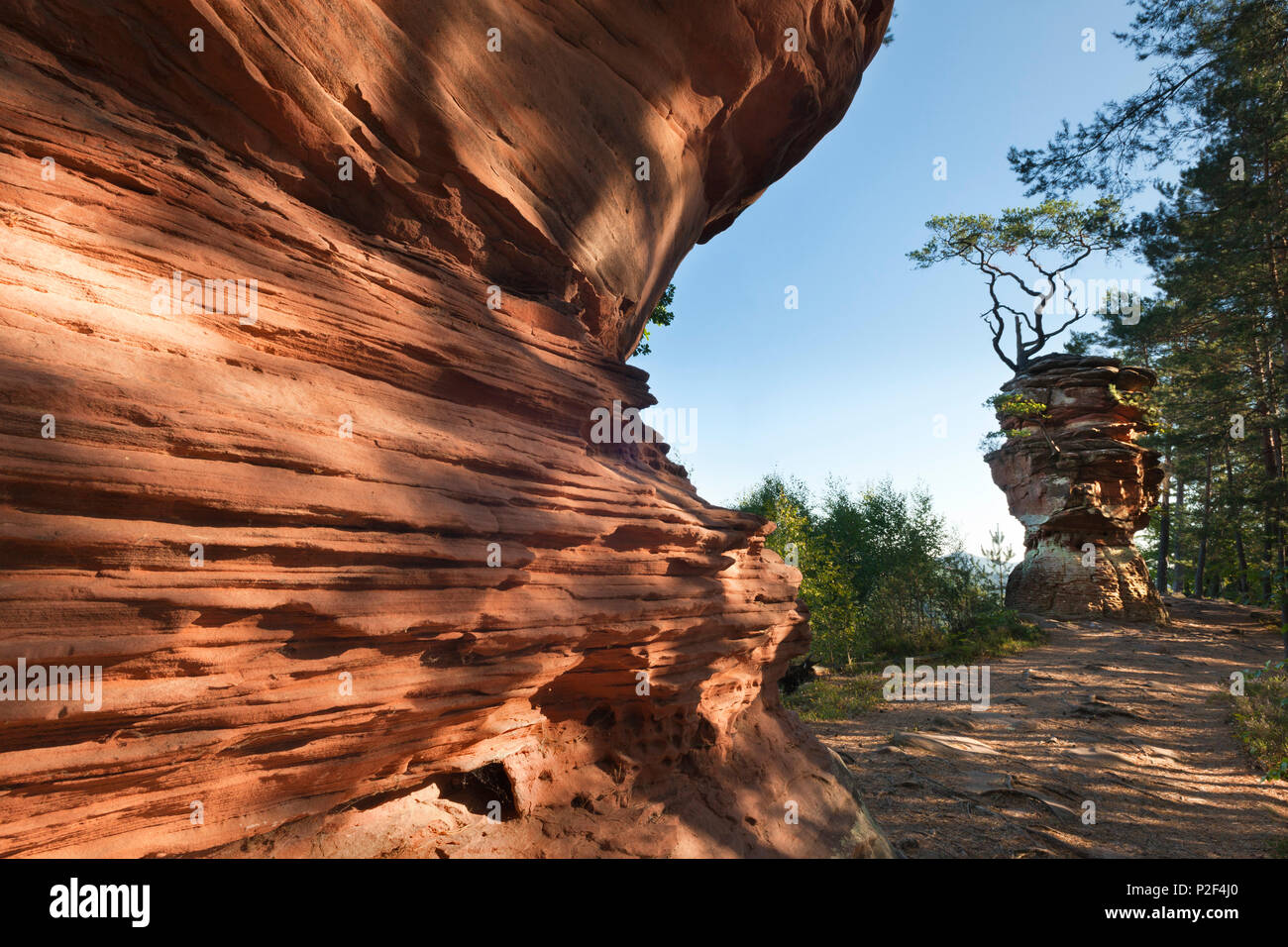 Laemmerfels rock, près de Dahn, Dahner Felsenland, parc naturel de la Forêt du Palatinat, Rhénanie-Palatinat, Allemagne Banque D'Images