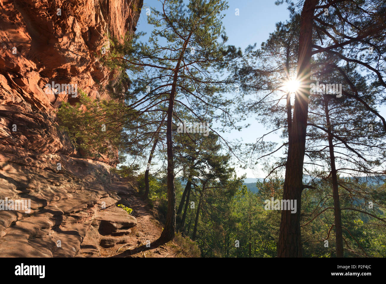 Laemmerfels rock, près de Dahn, Dahner Felsenland, parc naturel de la Forêt du Palatinat, Rhénanie-Palatinat, Allemagne Banque D'Images