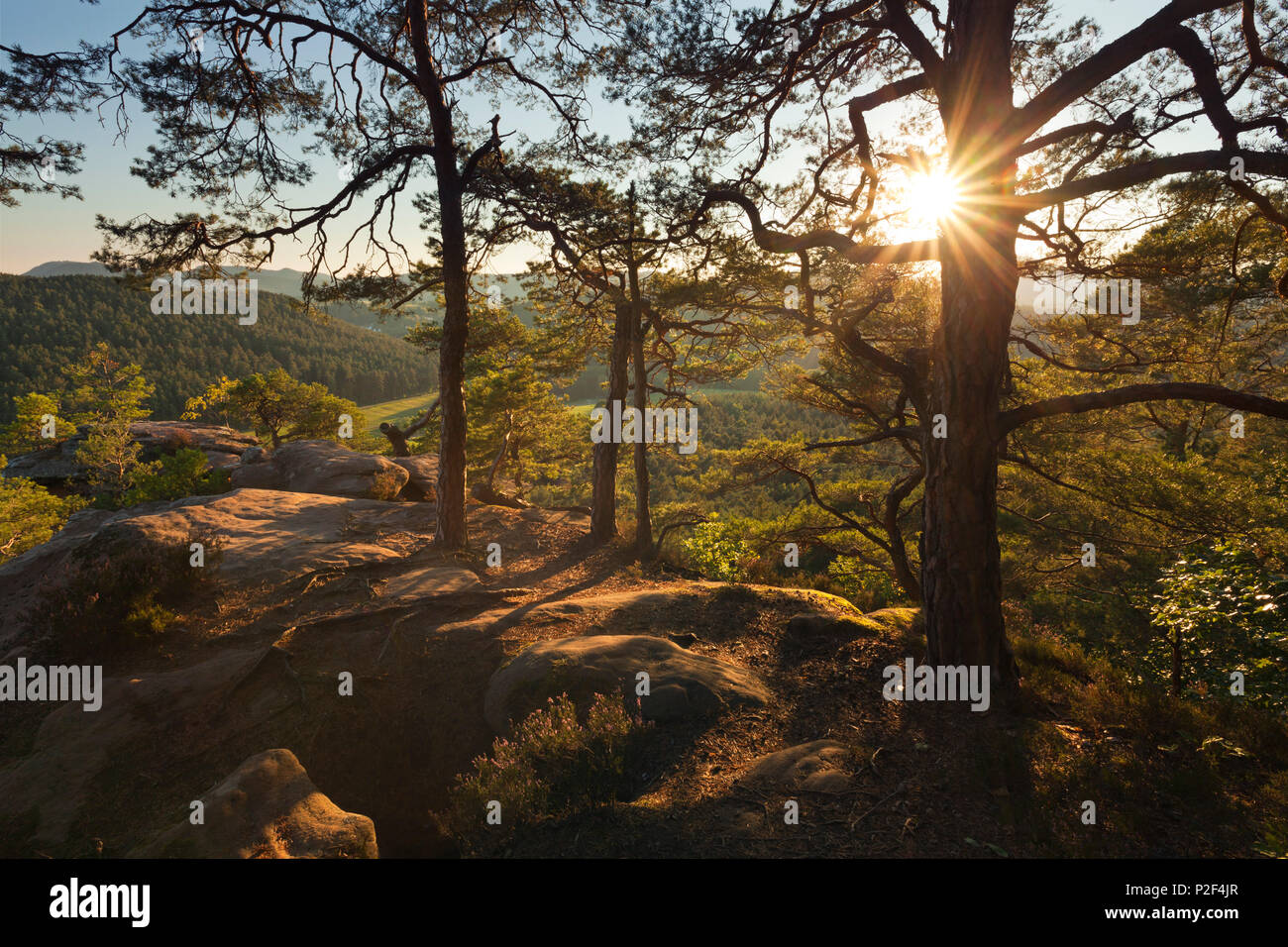 Sprinzelfels rock, près de Busenberg, Dahner Felsenland, parc naturel de la Forêt du Palatinat, Rhénanie-Palatinat, Allemagne Banque D'Images