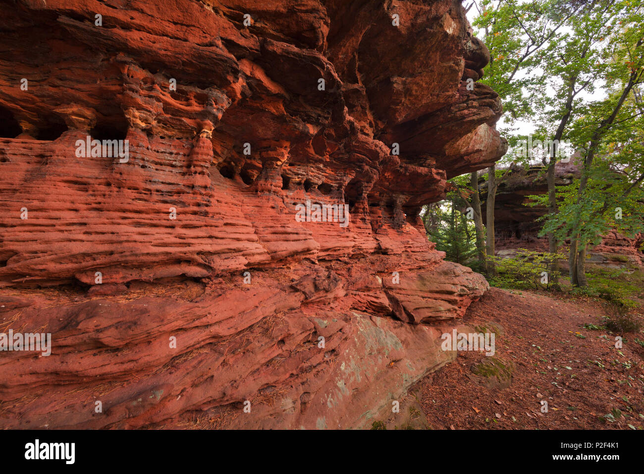 Sprinzelfels rock, près de Busenberg, Dahner Felsenland, parc naturel de la Forêt du Palatinat, Rhénanie-Palatinat, Allemagne Banque D'Images