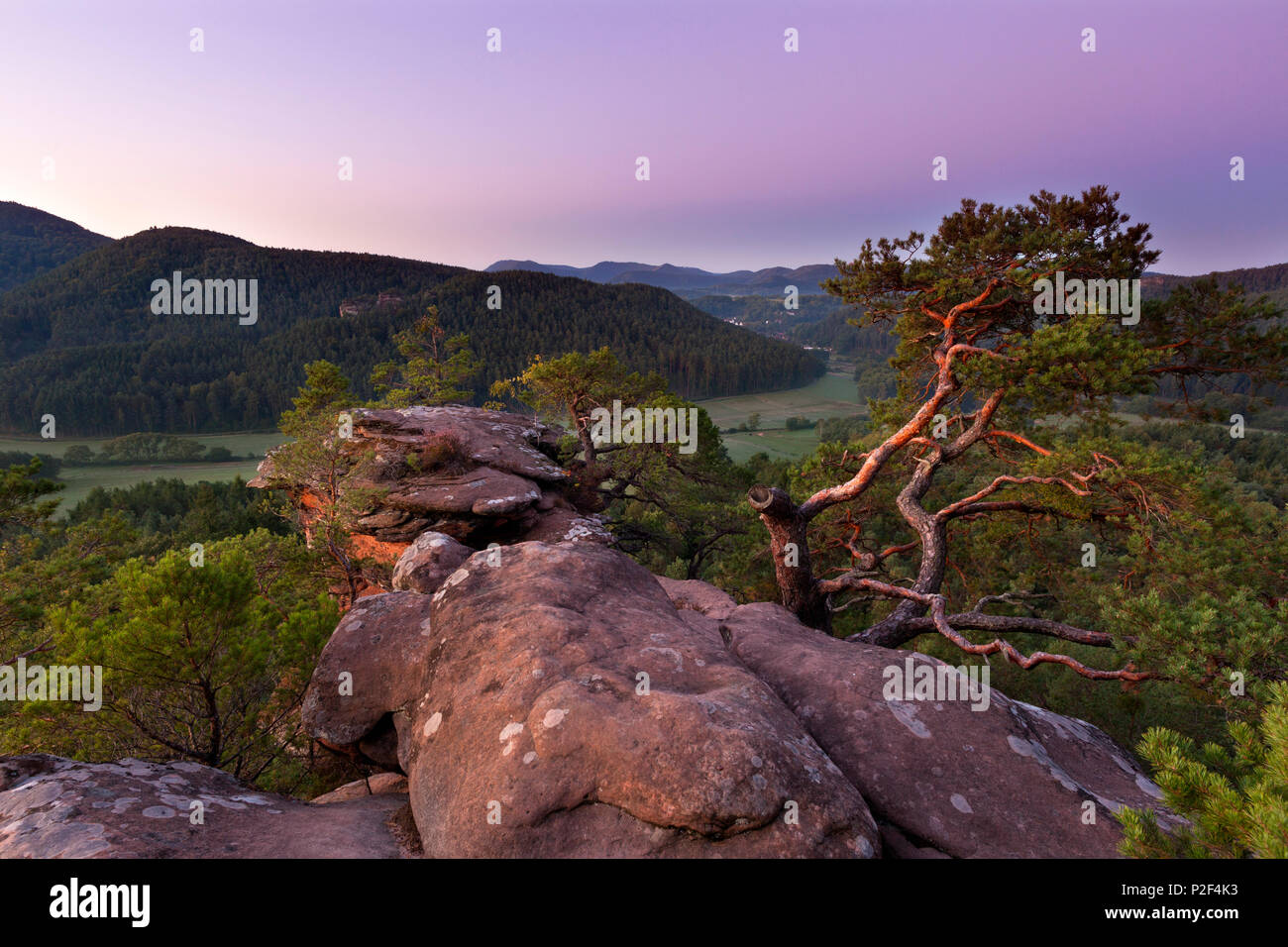Sprinzelfels rock, près de Busenberg, Dahner Felsenland, parc naturel de la Forêt du Palatinat, Rhénanie-Palatinat, Allemagne Banque D'Images