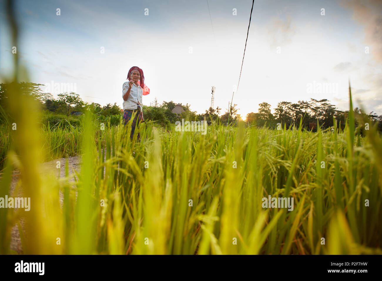 Le riz paddy, riz Penestanan, Bali, Indonésie Banque D'Images