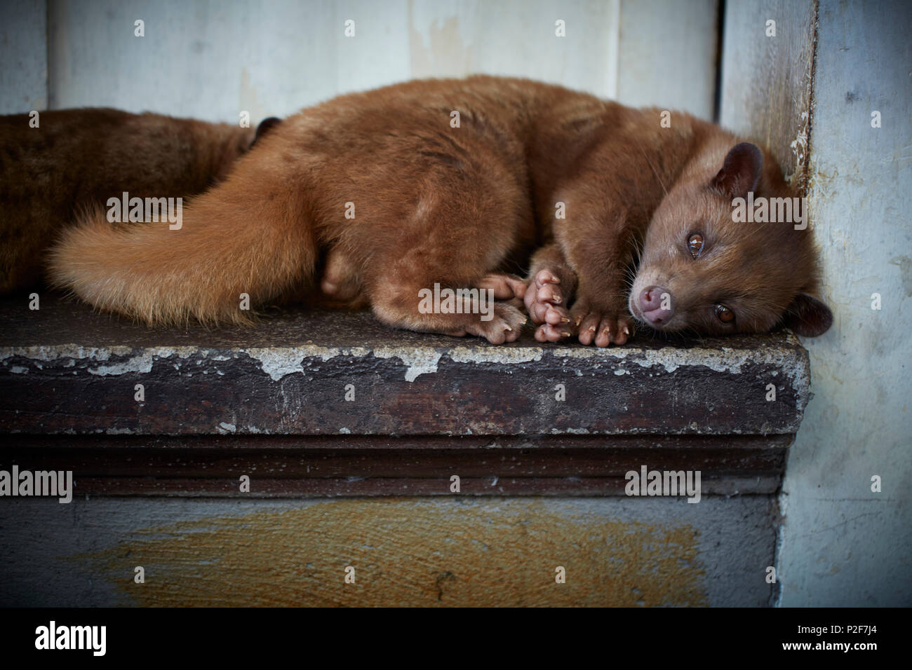 Civet Cat Banque D Image Et Photos Alamy