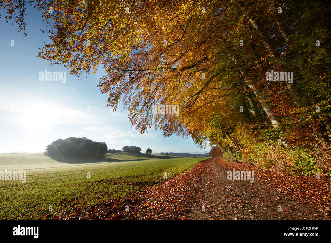 La voie de la ferme à l'automne, Voralpenland, Attenkam Muensing Oberbayer,,, Allemagne Banque D'Images