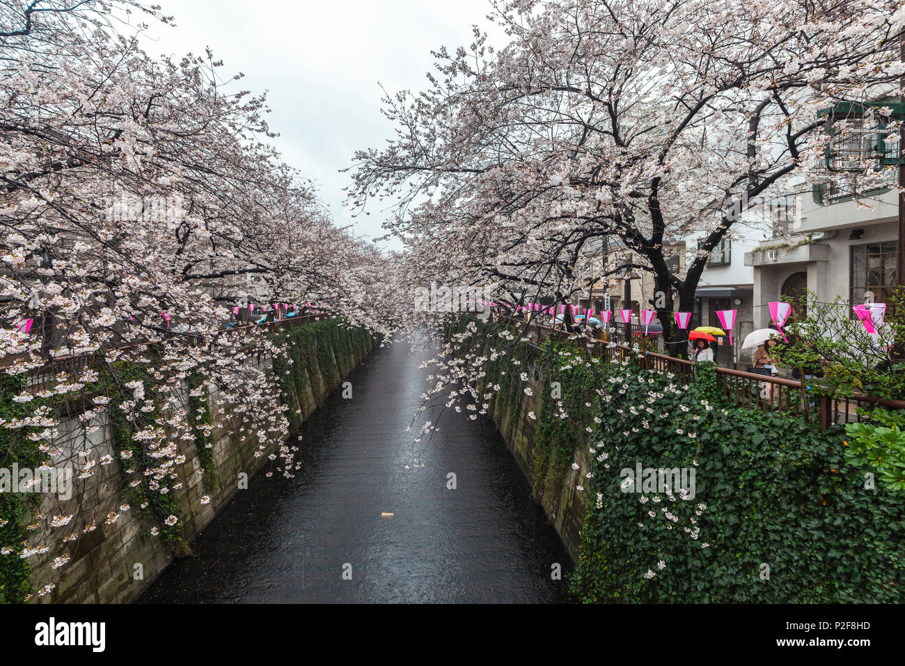 Avec la route des cerisiers en fleur pleine à Meguro River, Meguro, Tokyo, Japon Banque D'Images