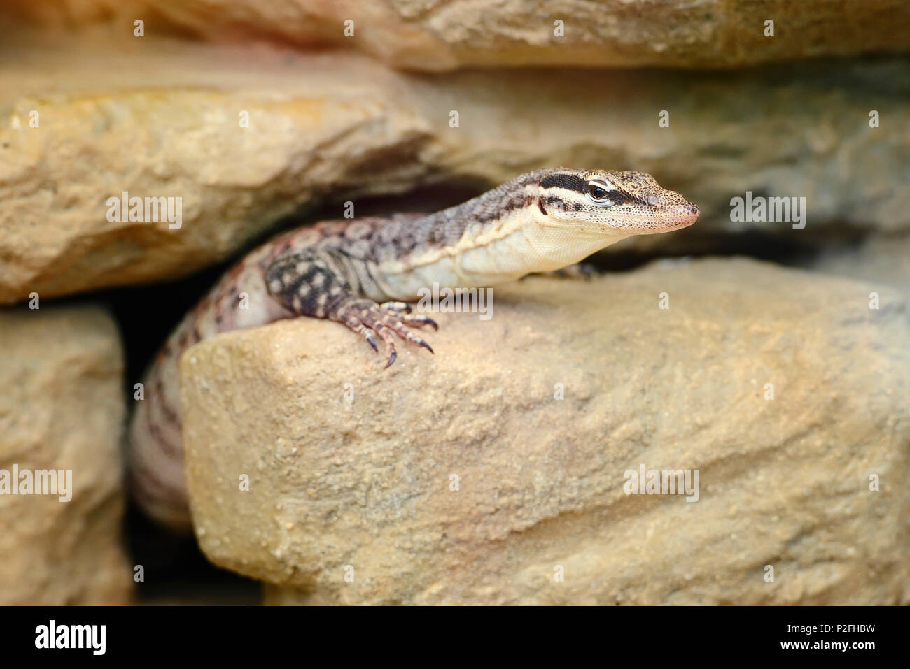 Un petit Varanus (Varanus glauerti) est sorti du trou Banque D'Images