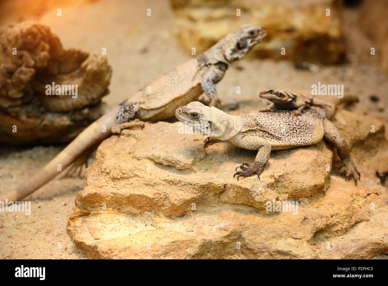 Chuckwalla (Sauromalus ater commune) assis sur des pierres Banque D'Images