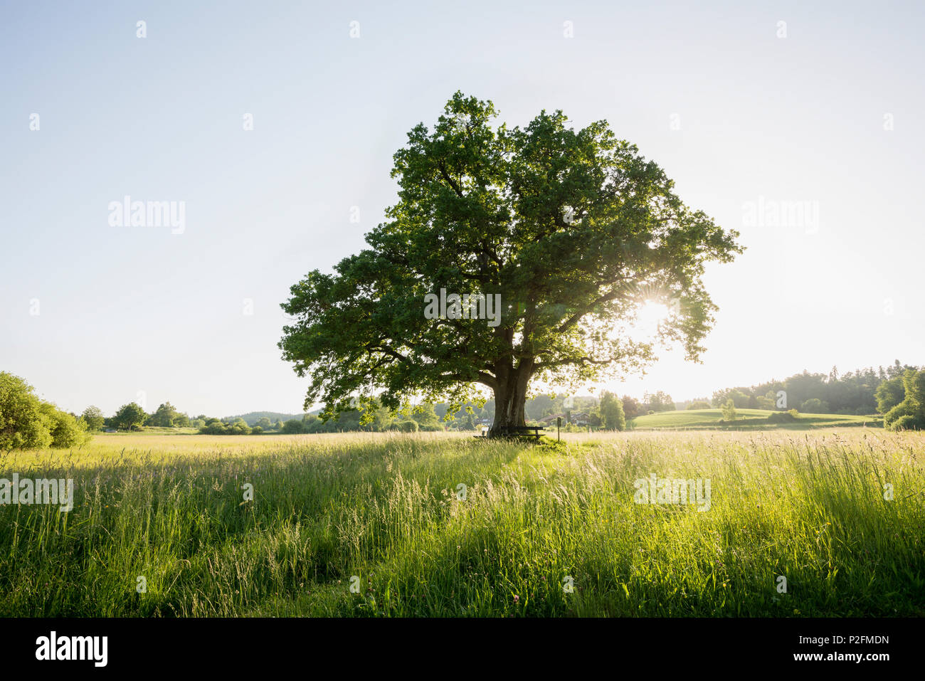 Arbre de chêne et le coucher du soleil, Seeon-Seebruck, Chiemgau, Haute-Bavière, Bavière, Allemagne Banque D'Images