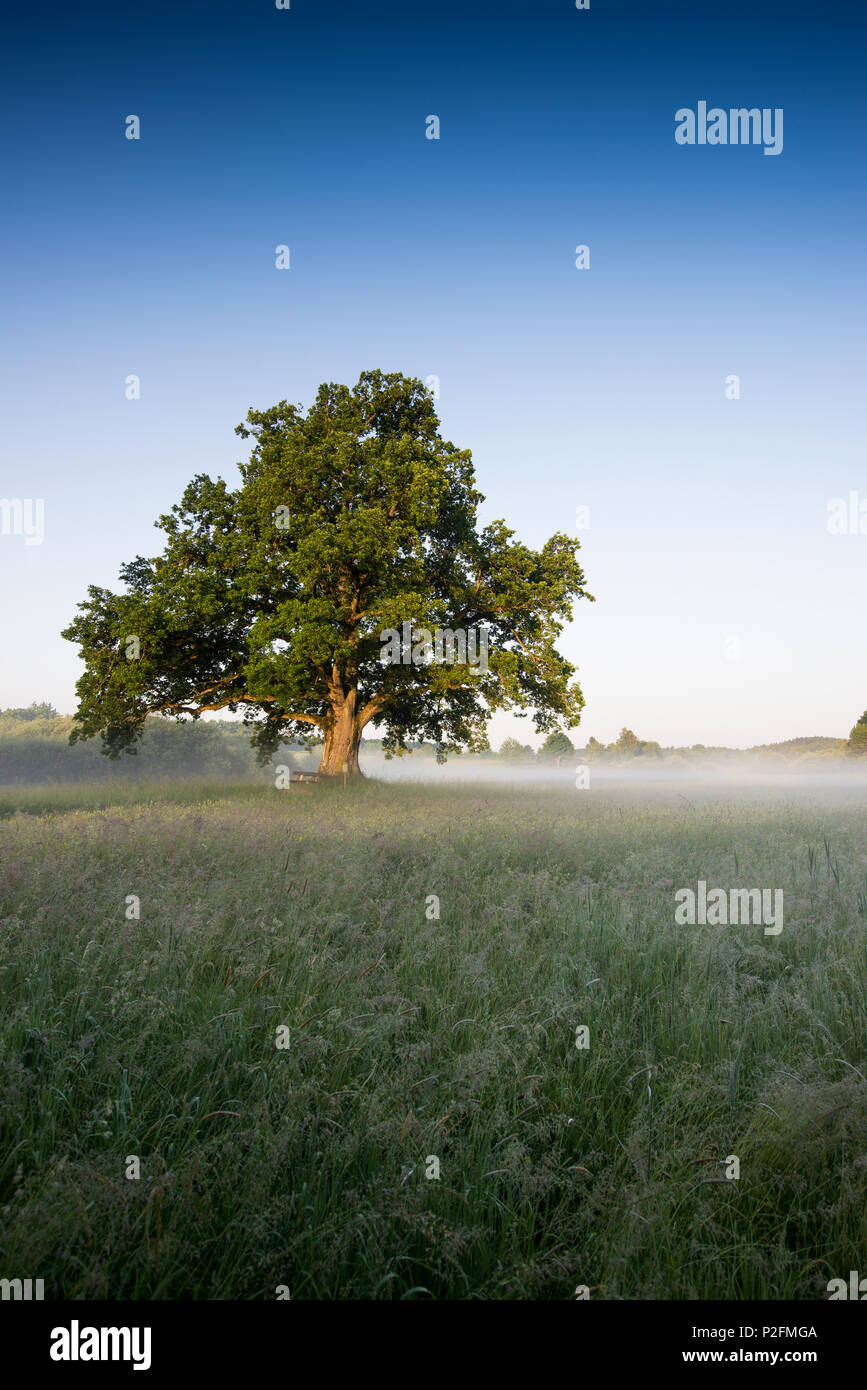 Arbre de chêne au lever du soleil, Seeon-Seebruck, Chiemgau, Haute-Bavière, Bavière, Allemagne Banque D'Images