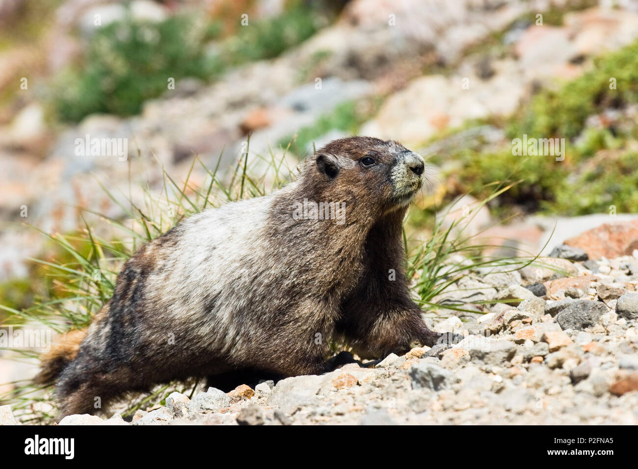 La Marmotte, Marmota caligata, parc national de Mount Rainier, Washington, USA Banque D'Images