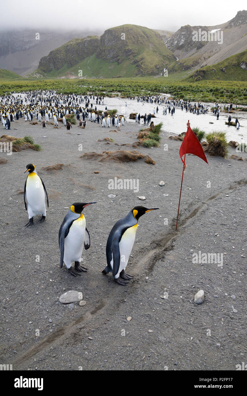 Penguin, course, le Manchot royal Aptenodytes patagonicus, Gold Harbour, la Géorgie du Sud, l'Antarctique Banque D'Images