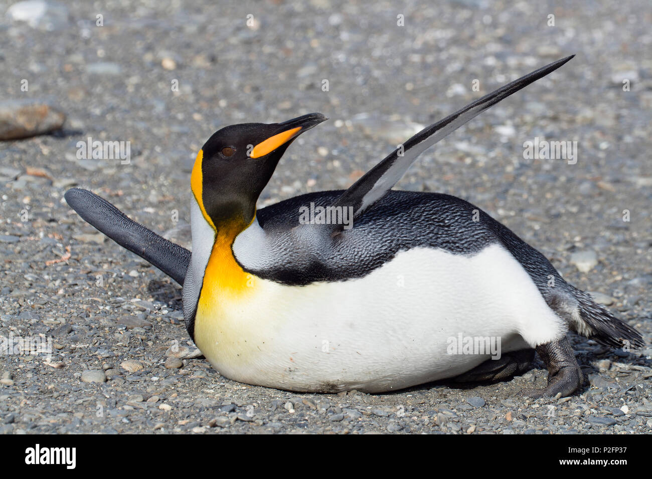 Manchot royal Aptenodytes patagonicus,, Saint Andrews Bay, la Géorgie du Sud, l'Antarctique Banque D'Images