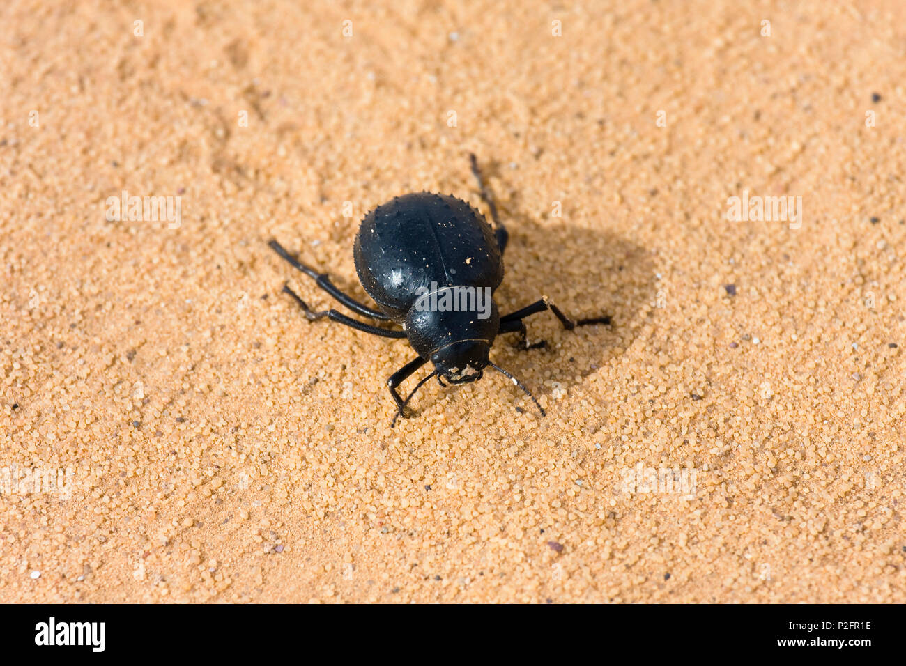 Darkling Beetle dans le désert de Libye, Libye, Sahara, Afrique du Nord Banque D'Images