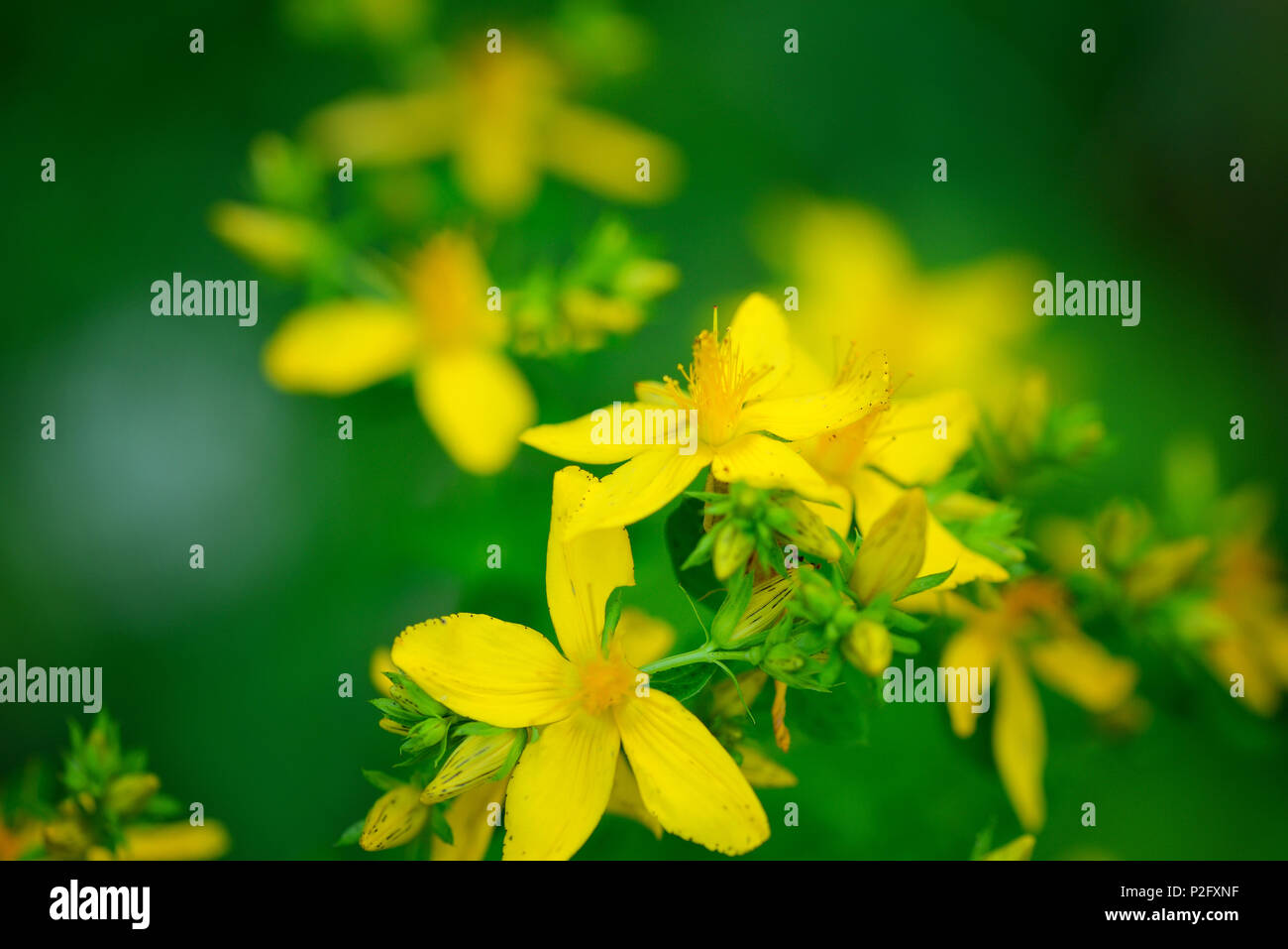 Millepertuis (Hypericum perforatum fleurs ou millepertuis) sur le pré, selective focus Banque D'Images