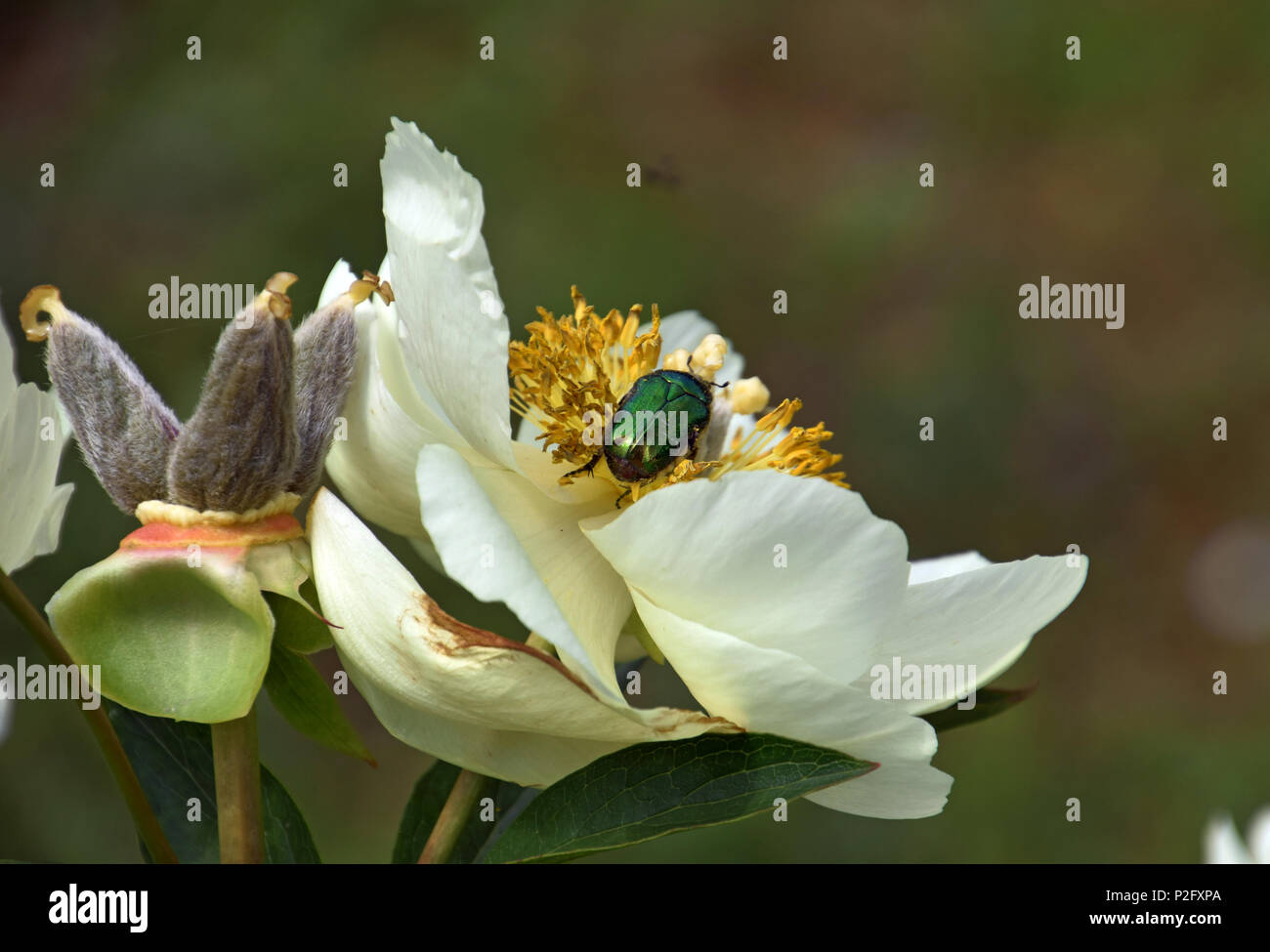 Or Vert Scarabée chatoyant sur fleur de pivoine, protaetia aeruginosa en fleurs de pivoine sur Banque D'Images