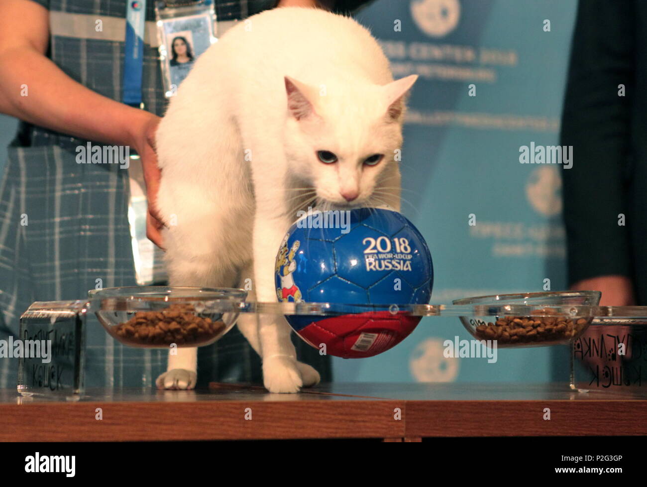 13 Juin 18 La Russie Saint Petersbourg Musee De L Ermitage L Achille Chat Sourd Du Monde De La Fifa 18 Predit L Oracle Des Animaux Resultat De L Ouverture De La Coupe Du Monde