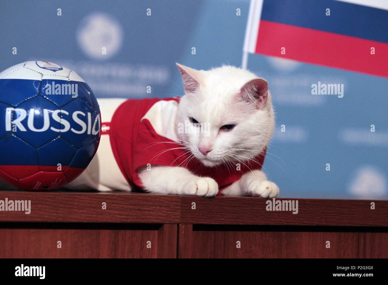 Chat Psychique Banque De Photographies Et D Images A Haute Resolution Alamy