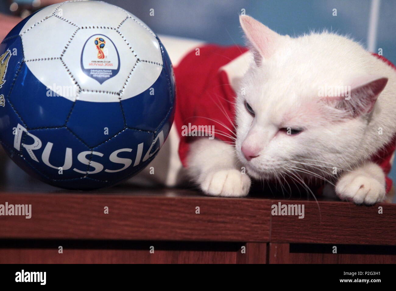 13 Juin 18 La Russie Saint Petersbourg Musee De L Ermitage L Achille Chat Sourd Du Monde De La Fifa 18 Predit L Oracle Des Animaux Resultat De L Ouverture De La Coupe Du Monde
