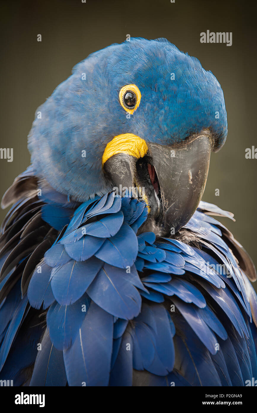 Verticale verticale la photo en gros plan d'un Ara hyacinthe se lisser ses plumes des ailes Banque D'Images