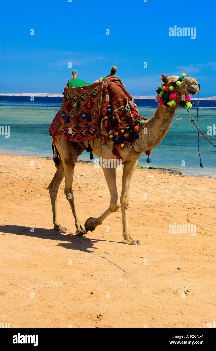 Un Bédouin chameau attaché avec une longue corde s'attendent les touristes sur une plage de sable au bord de la mer sur un fond de sable jaune. Le concept de Banque D'Images