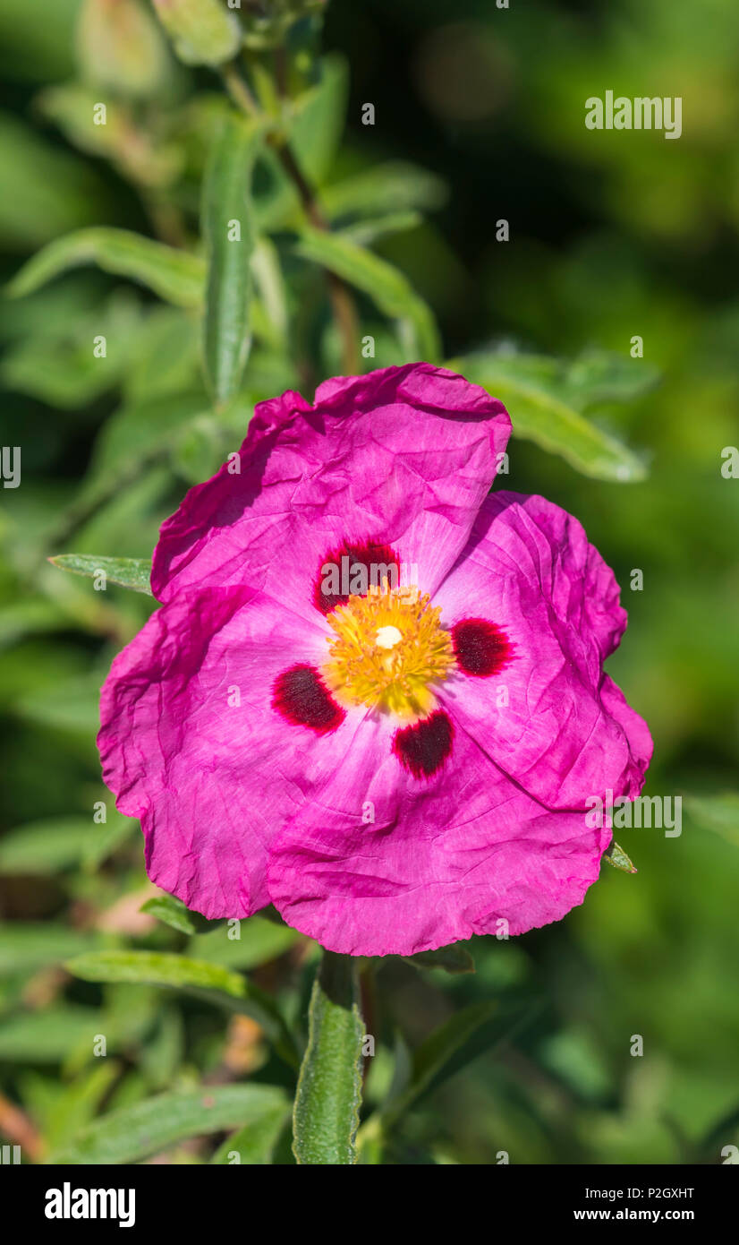 Rock Rose arbustive rose du genre Cistus, de la famille des Cistacées, la floraison au début de l'été dans le West Sussex, Angleterre, Royaume-Uni. Ciste ladanifère libre. Banque D'Images