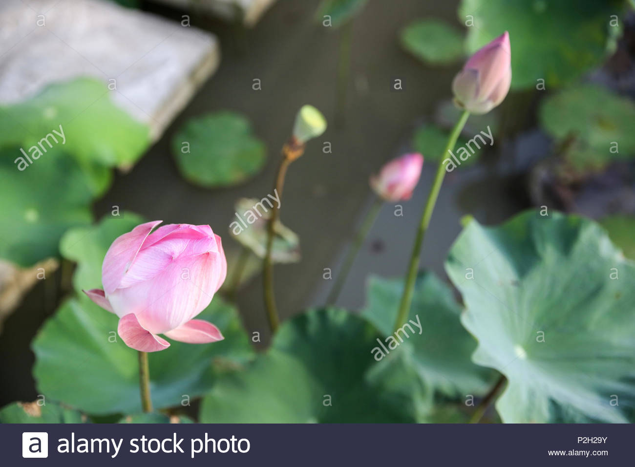 Fleur De Lotus Rose Dans Un étang Ubud Gianyar Bali