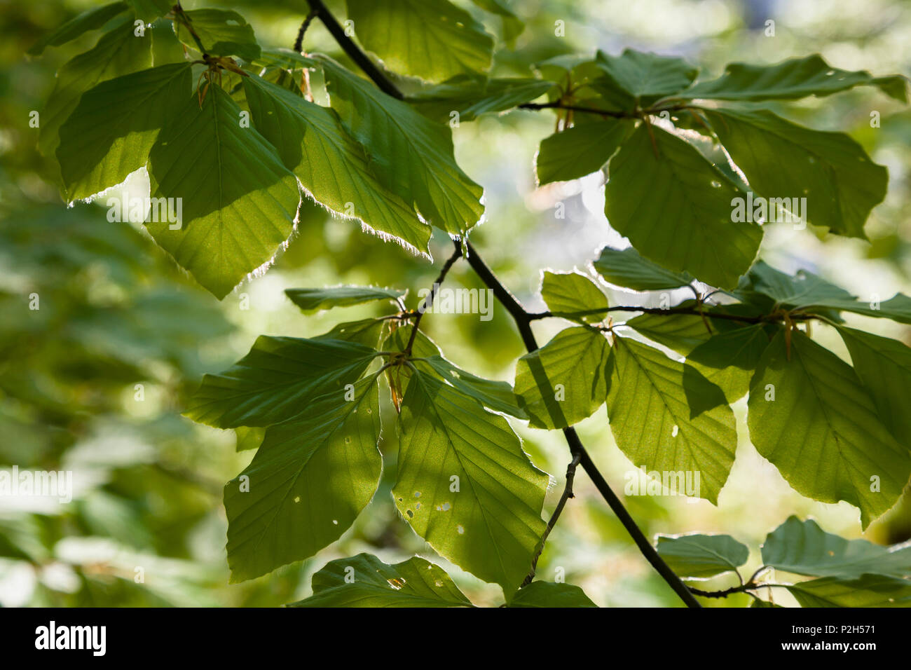 Feuilles de hêtre au printemps, Fagus sylvatica, Upper Bavaria, Germany, Europe Banque D'Images