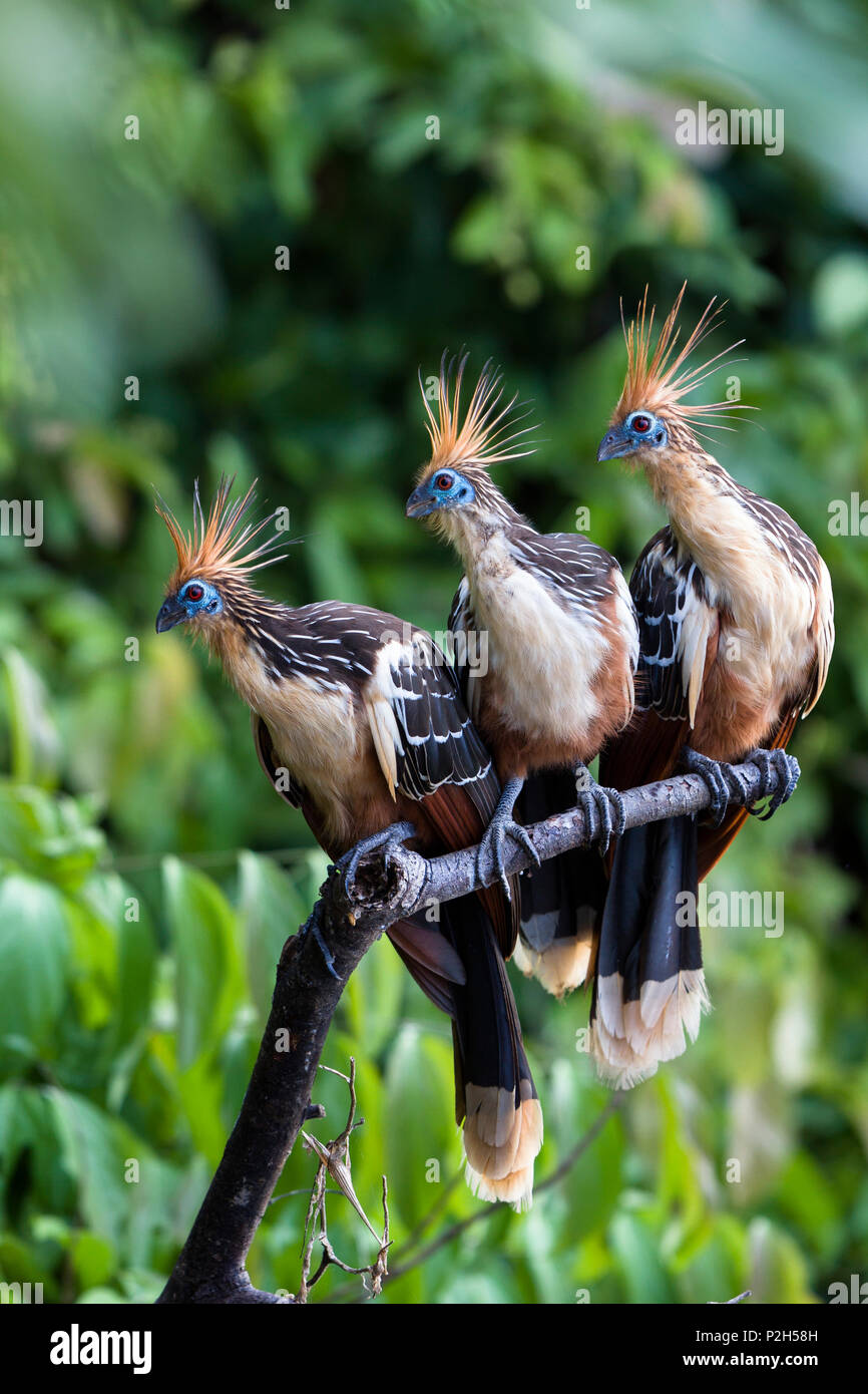 Hoazins dans rainforest, Opisthocomus opithocamus, Réserve de Tambopata, Pérou, Amérique du Sud Banque D'Images