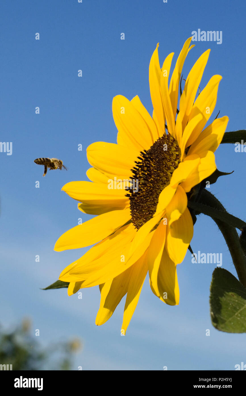 Avec l'abeille de miel de tournesol, Helianthus annuus, Allemagne Banque D'Images