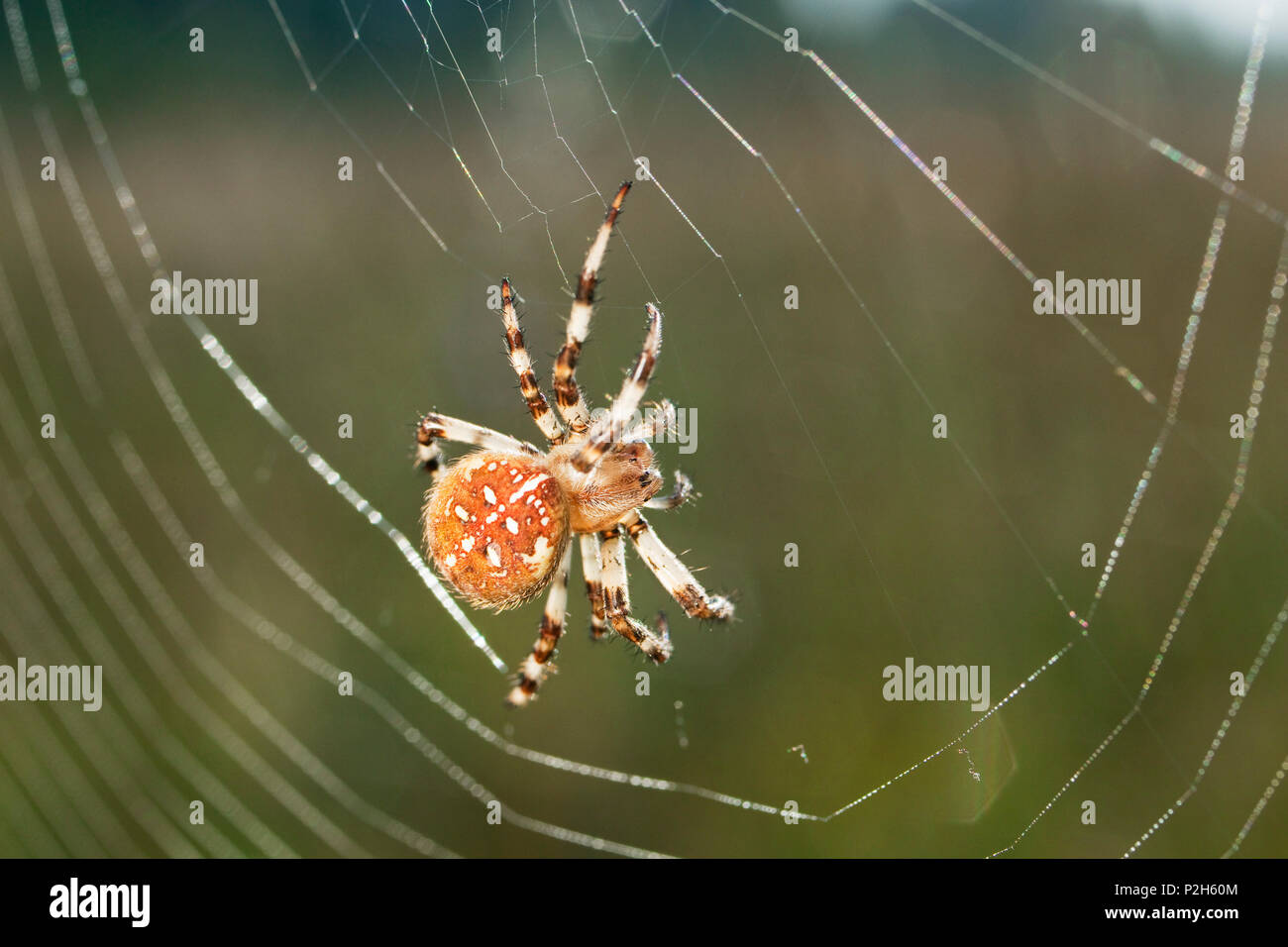 Jardin araignée dans le web, Araneus spec., Bavaria, Germany, Europe Banque D'Images