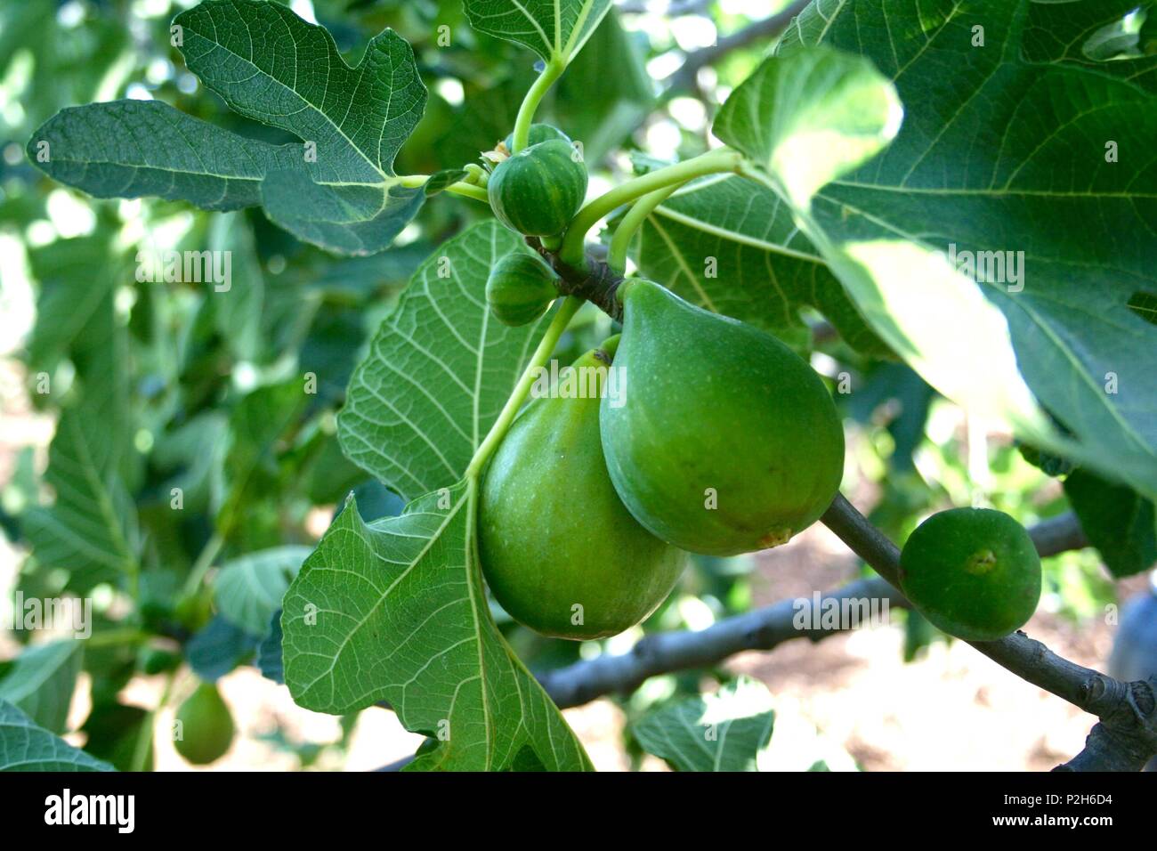 Figues fraîches sur une branche d'arbre avec des feuilles vertes Banque D'Images