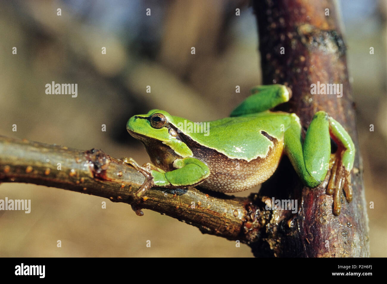 Rainette, Hyla arborea, Autriche Banque D'Images